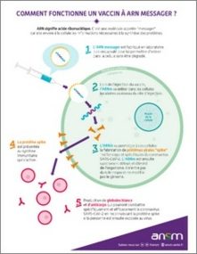 Vaccin à ARN messager : mode d'action - Infographie - ANSM