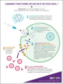Vaccin à vecteur viral : mode d'action - Infographie - ANSM