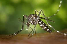 Moustique tigre - Aedes albopictus