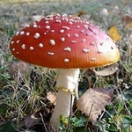 Champignon - visuel
