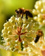 Pollens - visuel